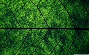 leaf_veins-wallpaper-1280x800
