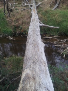 Fallen Tree across River